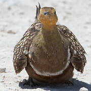 Namaqua Sandgrouse