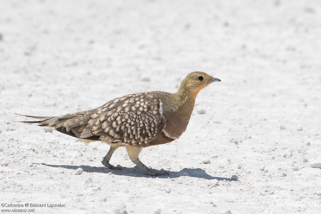 Namaqua Sandgrouse male adult, walking