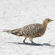 Namaqua Sandgrouse