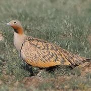 Black-bellied Sandgrouse