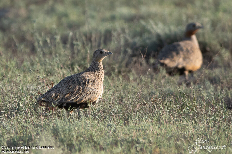 Black-bellied Sandgrouse female adult