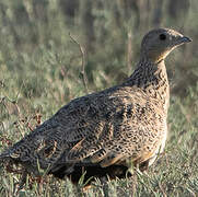 Black-bellied Sandgrouse