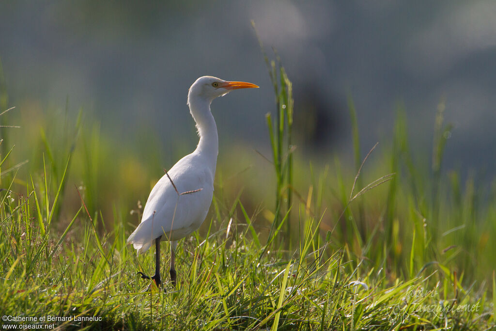 Eastern Cattle Egretadult post breeding, identification