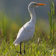 Eastern Cattle Egret