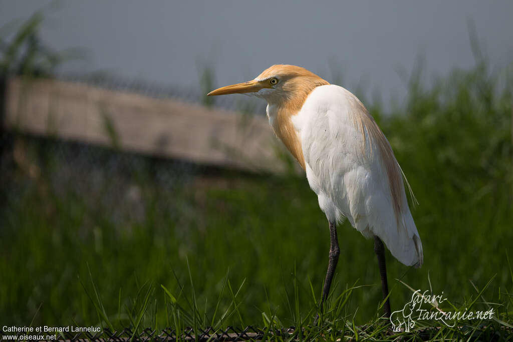 Eastern Cattle Egretadult breeding