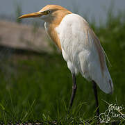 Eastern Cattle Egret