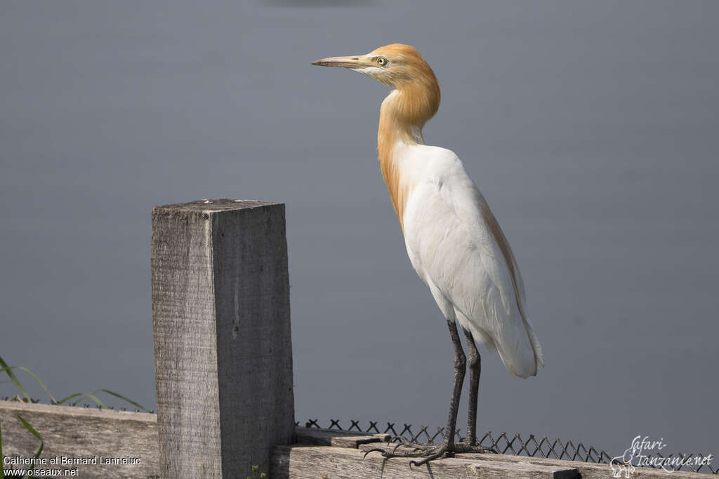 Eastern Cattle Egretadult breeding, identification