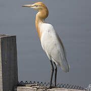 Eastern Cattle Egret