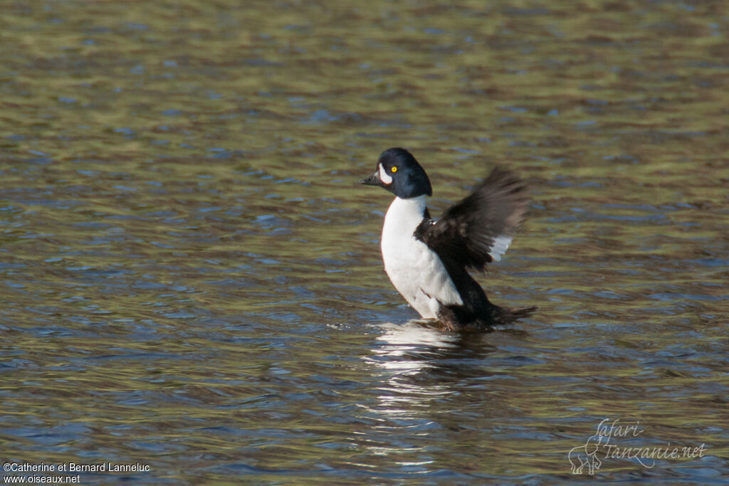 Common Goldeneye male