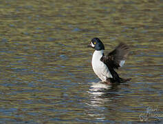 Common Goldeneye