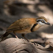 Lesser Necklaced Laughingthrush