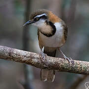 Lesser Necklaced Laughingthrush