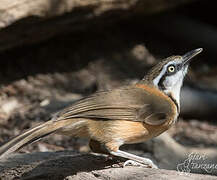 Lesser Necklaced Laughingthrush