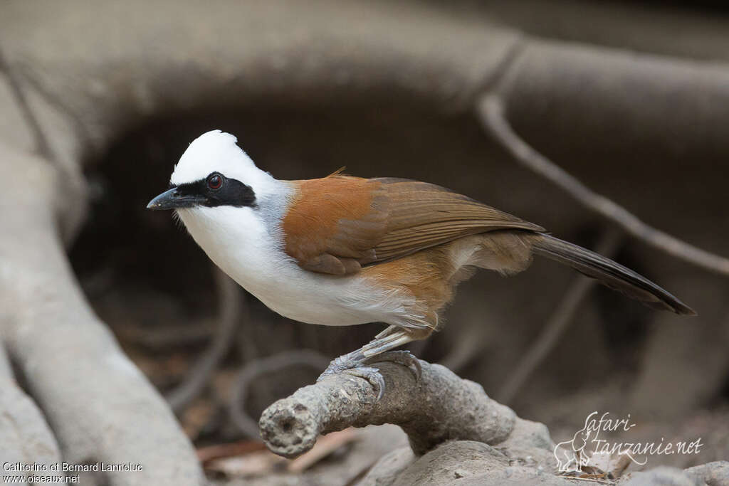 White-crested Laughingthrushadult, identification