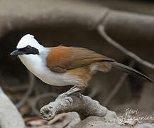 White-crested Laughingthrush