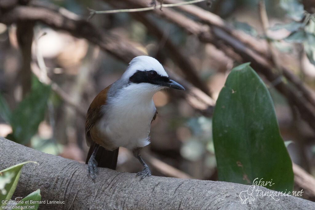 White-crested Laughingthrushadult, identification