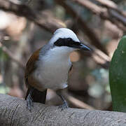 White-crested Laughingthrush