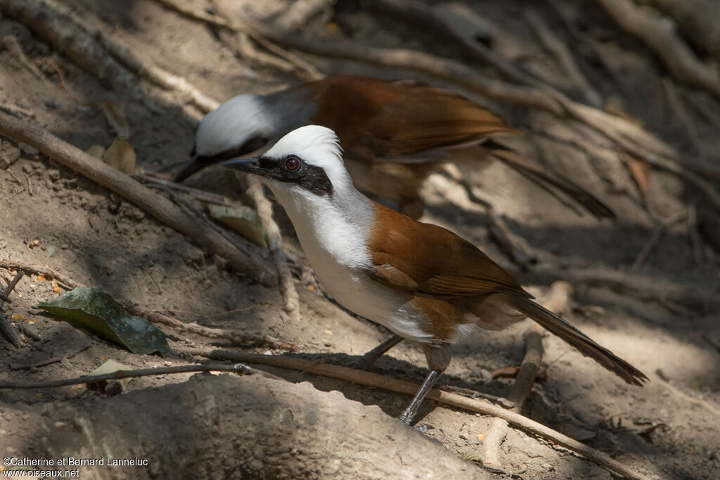 Garrulaxe à huppe blancheadulte, identification