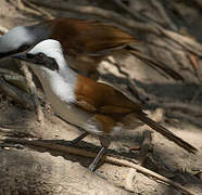 White-crested Laughingthrush