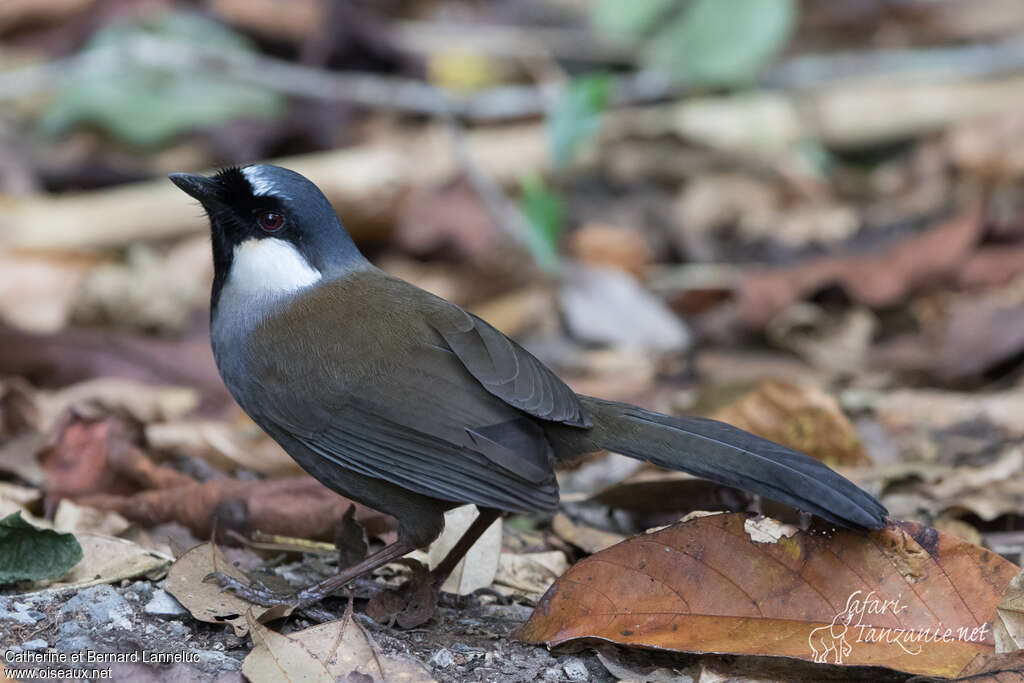 Black-throated Laughingthrushadult, identification