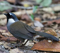 Black-throated Laughingthrush