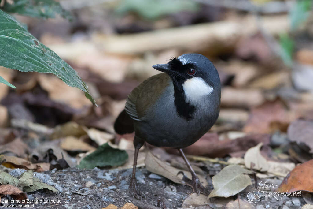 Black-throated Laughingthrushadult, identification