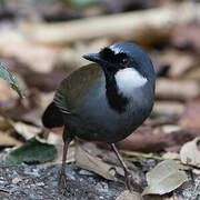 Black-throated Laughingthrush