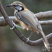 Greater Necklaced Laughingthrush