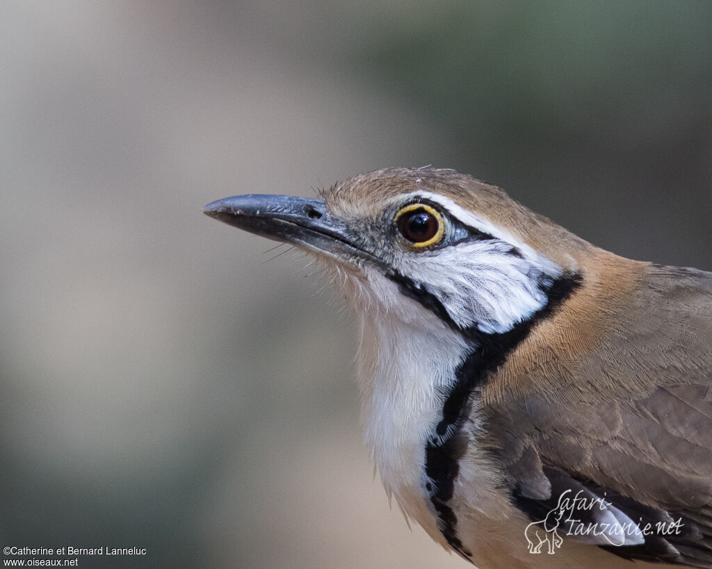 Greater Necklaced Laughingthrushadult, close-up portrait