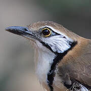 Greater Necklaced Laughingthrush