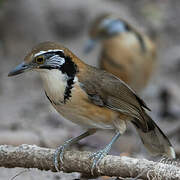 Greater Necklaced Laughingthrush