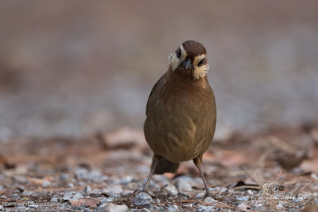 White-browed Laughingthrushadult, identification