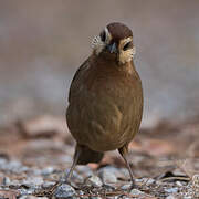 White-browed Laughingthrush