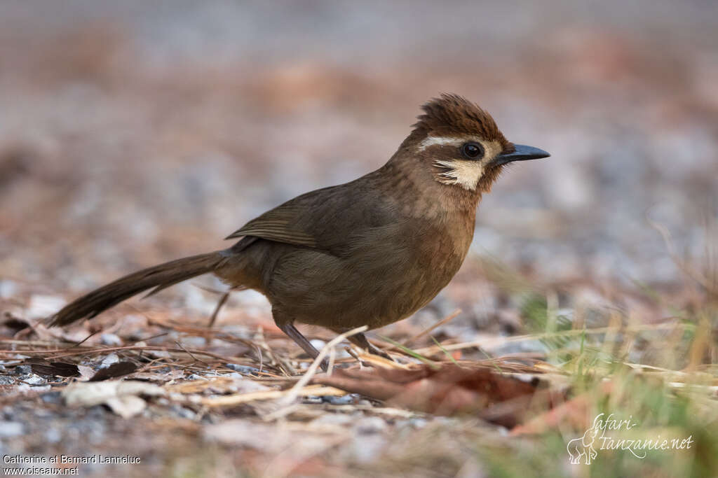 White-browed Laughingthrushadult, identification