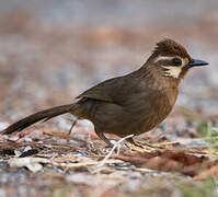 White-browed Laughingthrush