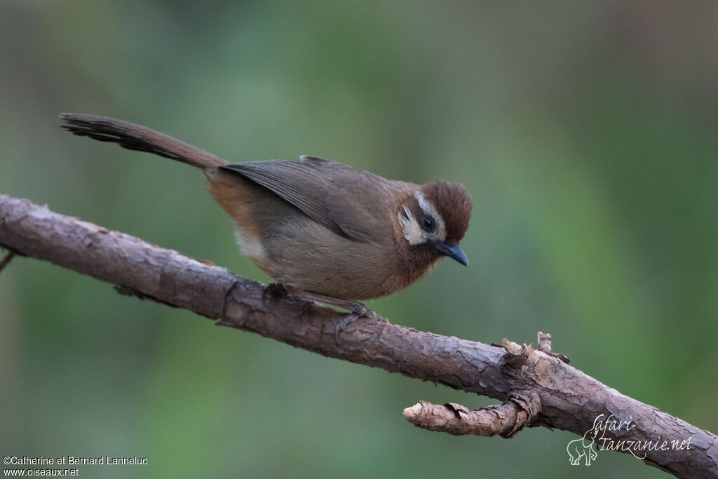 White-browed Laughingthrushadult, identification