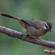 White-browed Laughingthrush