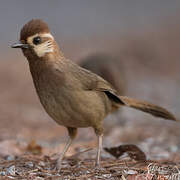 White-browed Laughingthrush