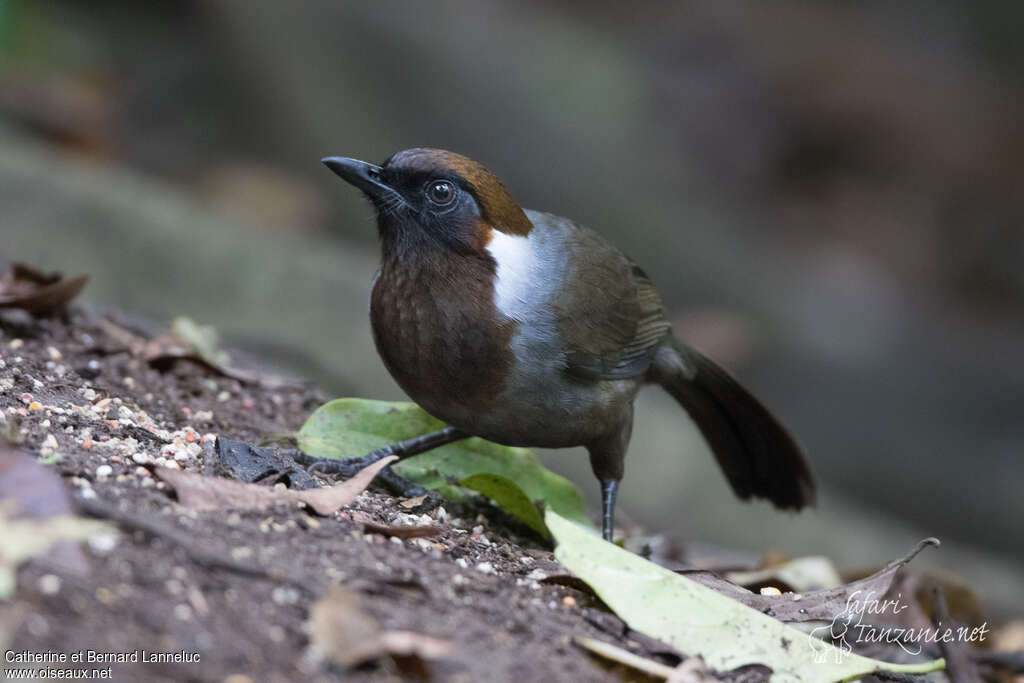 White-necked Laughingthrushadult, identification