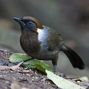 White-necked Laughingthrush