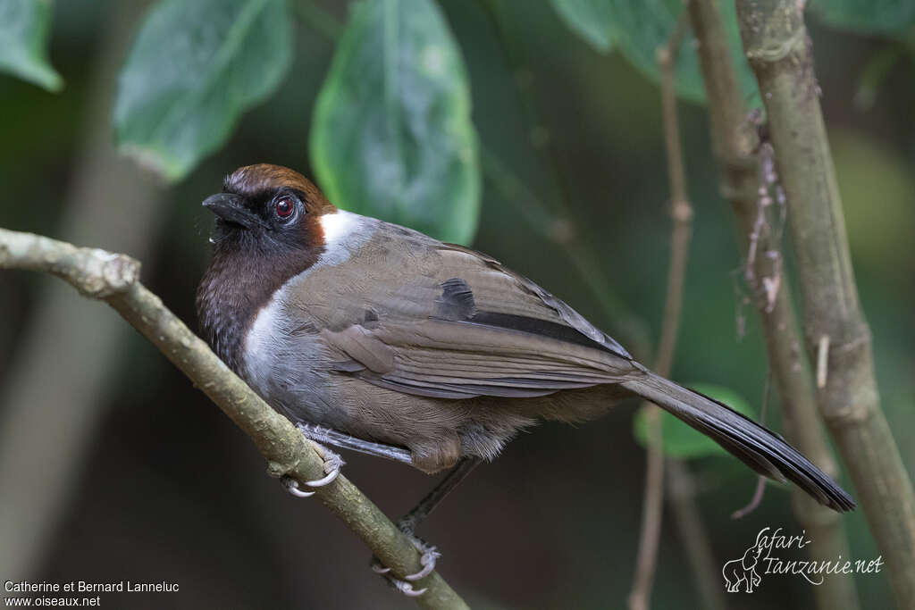 Garrulaxe bruyantadulte, identification