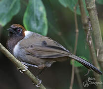 White-necked Laughingthrush