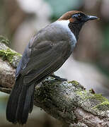 White-necked Laughingthrush