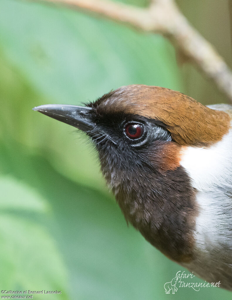 White-necked Laughingthrushadult, close-up portrait