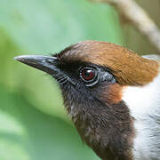 White-necked Laughingthrush