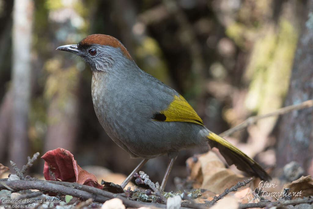 Silver-eared Laughingthrushadult, identification