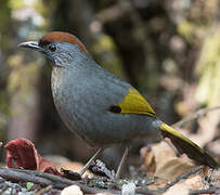 Silver-eared Laughingthrush