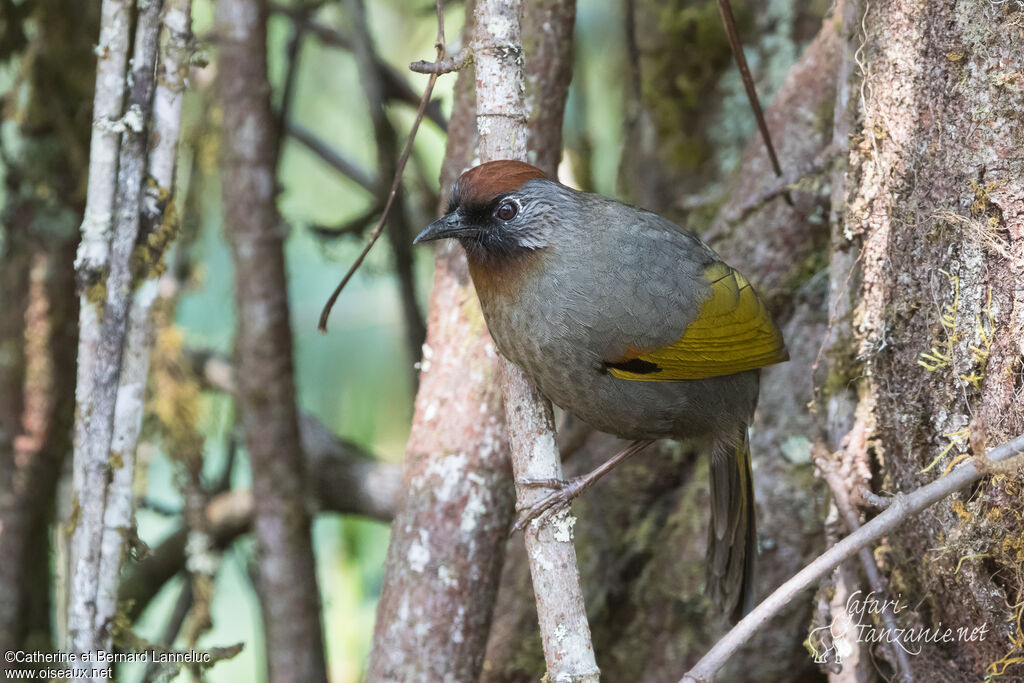 Silver-eared Laughingthrushadult, habitat