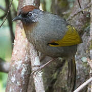 Silver-eared Laughingthrush