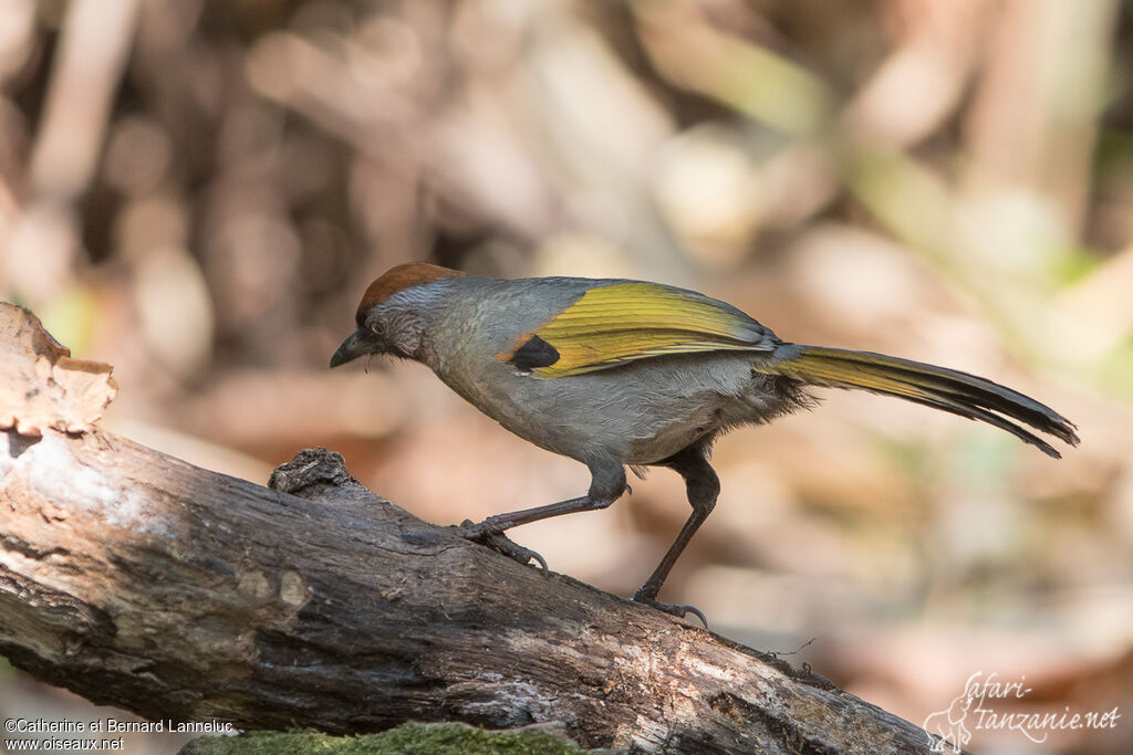 Silver-eared Laughingthrushadult